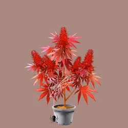 NFTokin #250