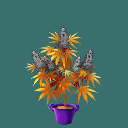 NFTokin #8926