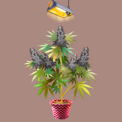 NFTokin #4609