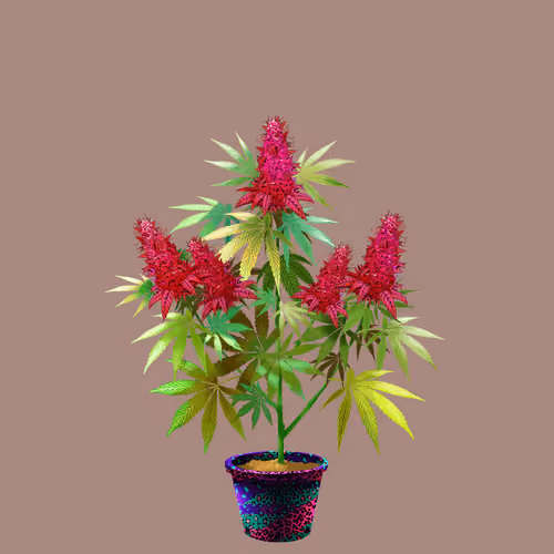 NFTokin #11538