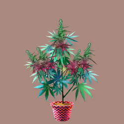NFTokin #6886