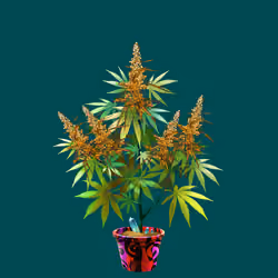NFTokin #7230