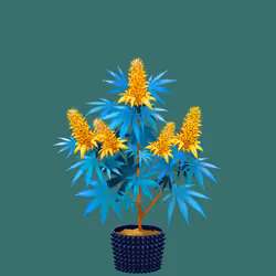 NFTokin #1116
