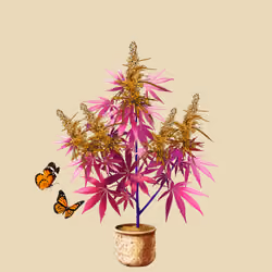 NFTokin #5072