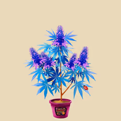 NFTokin #1439