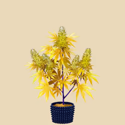 NFTokin #11200