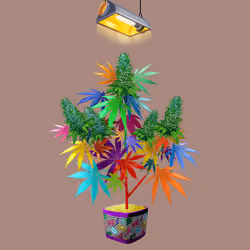 NFTokin #9380