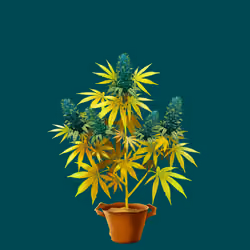 NFTokin #2477