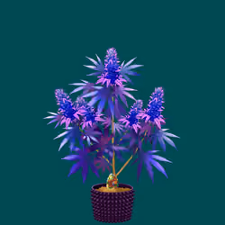 NFTokin #1133