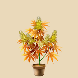 NFTokin #10729