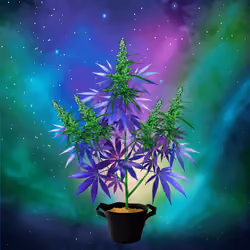 NFTokin #5722