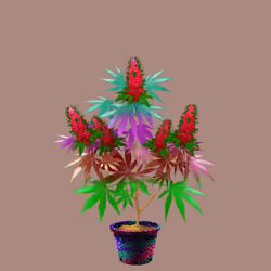 NFTokin #6116
