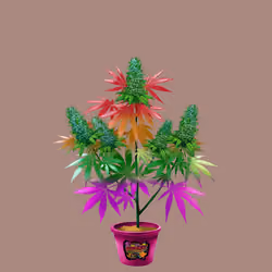 NFTokin #11776