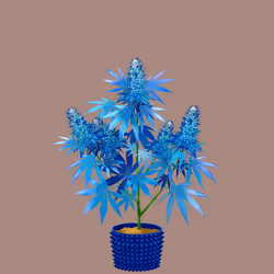 NFTokin #11858