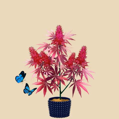 NFTokin #12516