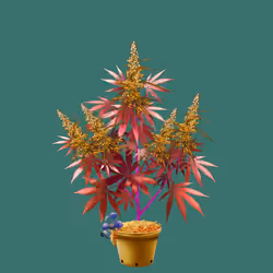 NFTokin #1643