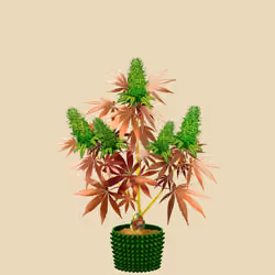 NFTokin #3023