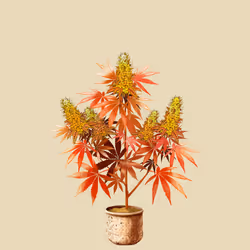 NFTokin #3325