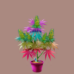 NFTokin #8007