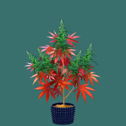 NFTokin #10340