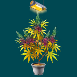 NFTokin #5017