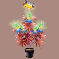 NFTokin #9951