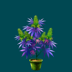 NFTokin #8442