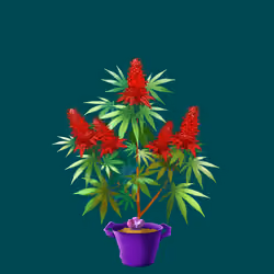 NFTokin #11434