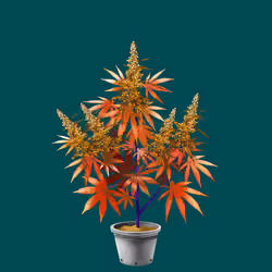 NFTokin #10698