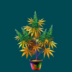 NFTokin #6257