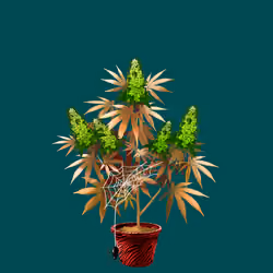 NFTokin #11997