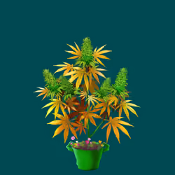NFTokin #4200