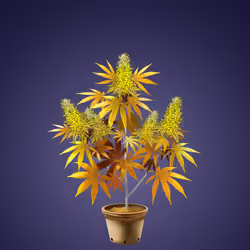 NFTokin #11013