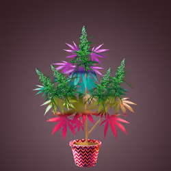 NFTokin #11274