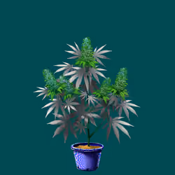 NFTokin #12712