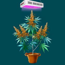 NFTokin #12215