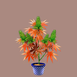 NFTokin #2788