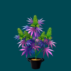 NFTokin #11766