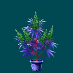 NFTokin #7552
