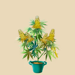 NFTokin #3895