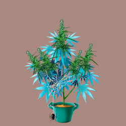 NFTokin #12758
