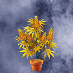 NFTokin #1541