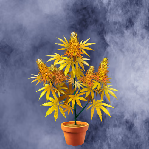 NFTokin #1541