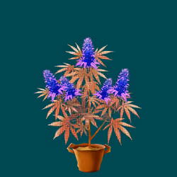NFTokin #6492