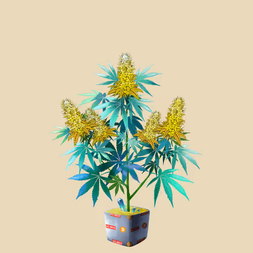NFTokin #12768