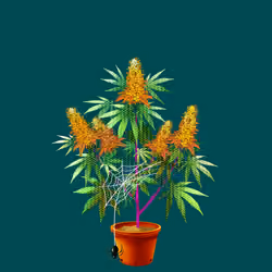 NFTokin #12065