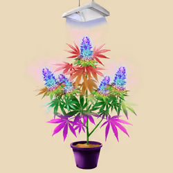 NFTokin #7732