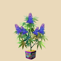 NFTokin #886