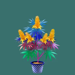 NFTokin #6895