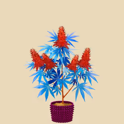 NFTokin #12703